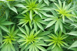marijuanaplant