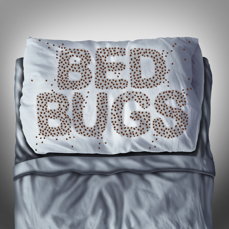 Bed Bugs in Toronto